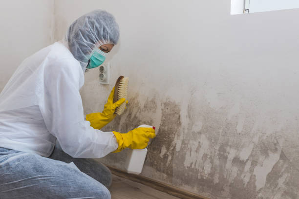 Professional Mold Removal in Mcgovern, PA