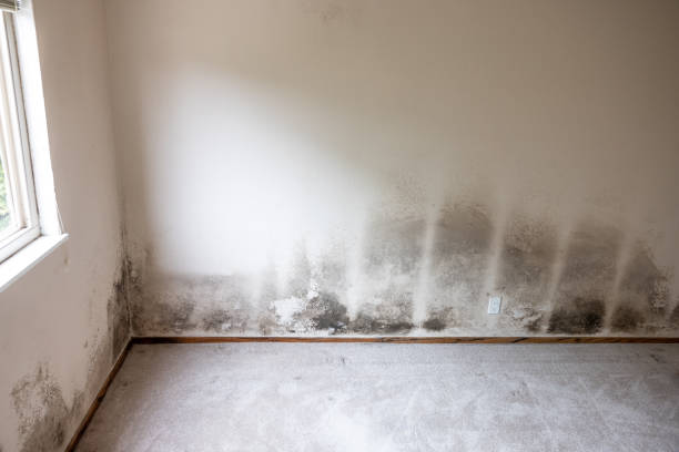 Best Water Damage & Mold Remediation  in Mcgovern, PA