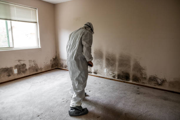 Best Black Mold Removal  in Mcgovern, PA